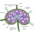 Anatomical structure of the lymph node