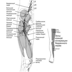 Anatomy of the femoral nerve, zone of innervation and places of its most common damage
