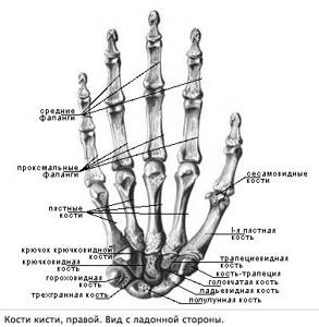 hand anatomy photo