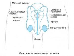 scrotal anatomy