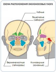Anatomy of the sinuses