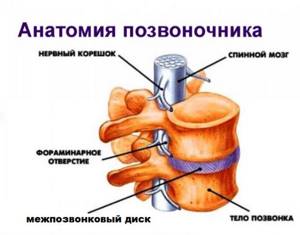 анатомия позвоночника