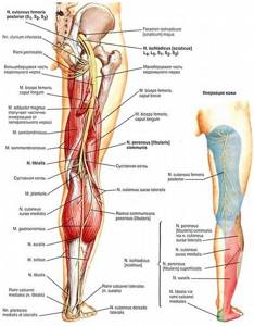Anatomy of the sciatic nerve and innervation zone