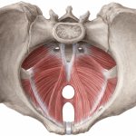 анатомия тазового дна