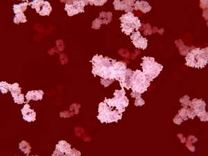 антитела при кандидозе в крови