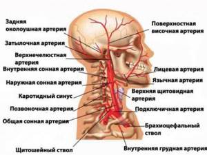 Arteries of the neck and head