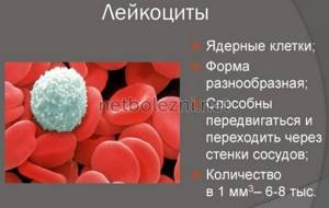 What are leukocytes