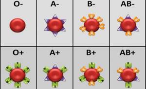 Red blood cells and blood groups