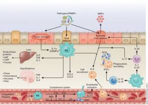Ferritin is involved in inflammation