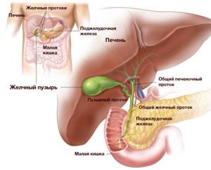 Image of the organs of the hepatobiliary system: liver, bile ducts and bladder