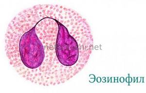 What does an eosinophil look like?