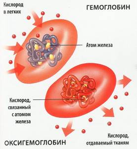 What work do red blood cells do?