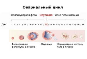 Female ovulation cycle calendar