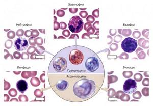 Classification of leukocytes by groups
