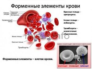 Клетки, входящие в состав крови