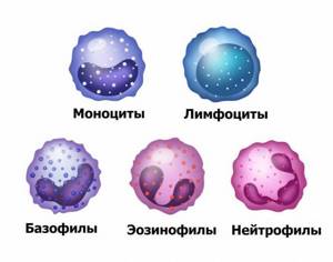 leukocytes.jpg