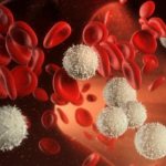Leukocytes in the blood