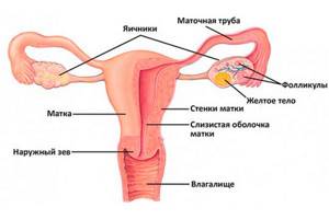 The uterus and its structure