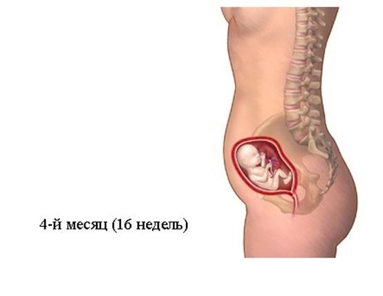 The picture shows a pregnant woman with a fetus size corresponding to 4 months of pregnancy or 16 weeks