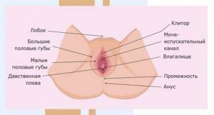 External female genitalia - Image No. 2