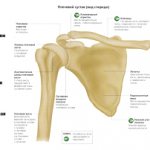 Normal anatomical relationships in the shoulder joint