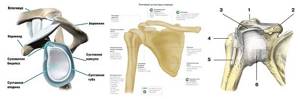 Normal anatomical relationships in the shoulder joint