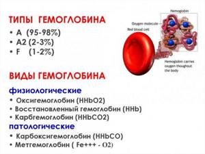 Normal and pathological types of hemoglobin