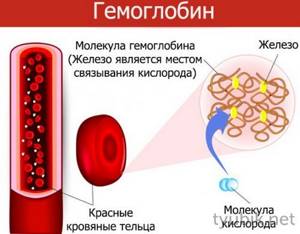 Formation of a hemoglobin molecule