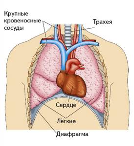 Органы грудной клетки