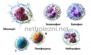 Main types of leukocytes