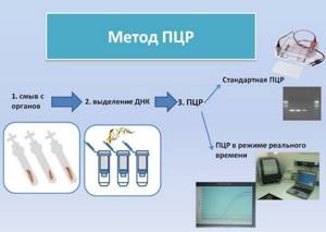 PCR analysis