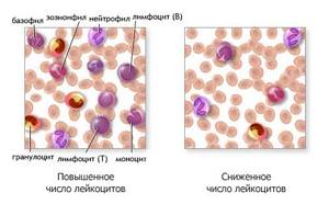 Indicator of the number of leukocytes in the blood