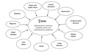 What diseases cause RDW levels to increase?