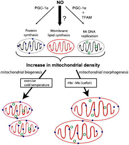 Process of mitochondrial biogenesis in ice fish