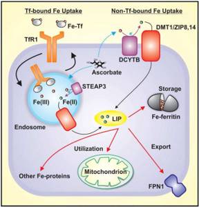 Pathways for iron absorption by cells involving ferritin