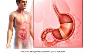 location of the stomach and intestines in the body