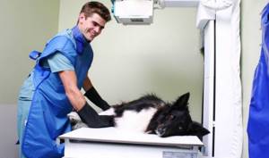 Рентген собаке