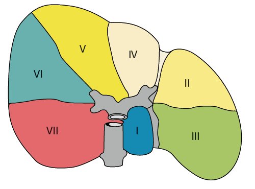 Segmental structure of the liver: view from the abdominal surface