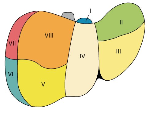 Segmental structure of the liver: view from the diaphragmatic surface