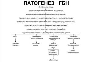 Scheme of the pathogenesis of HDN