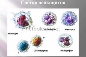 Components of leukocytes