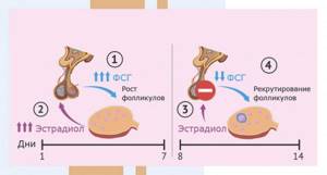 Stages of the menstrual cycle - Image #5