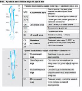 Standard ultrasound protocol for nerve examination