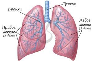 Lung structure