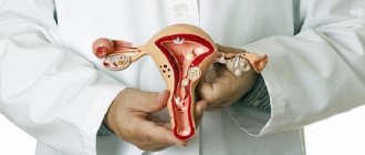 The structure of the uterus inside