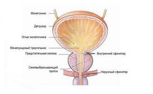 Structure of the bladder