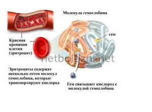 The structure of the hemoglobin molecule