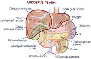 The structure of the liver and its location in the body