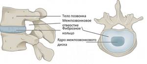 vertebral structure
