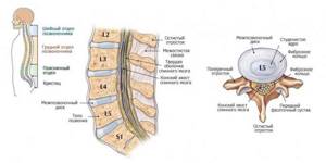 Structure of the spine and intervertebral disc
